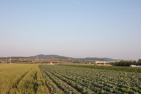 麥田