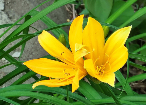 萱草