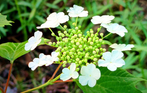 歐洲雪球花