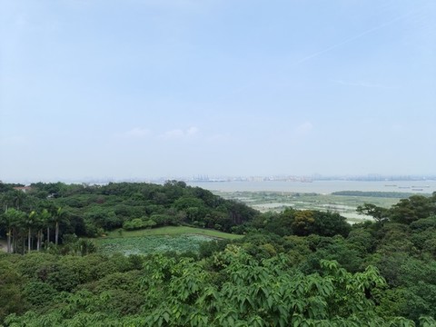 蓮花山森林