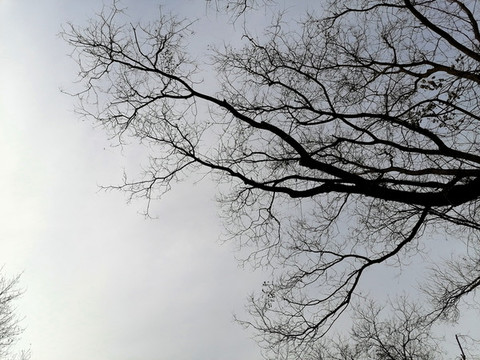水墨樹枝