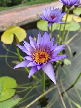 蓮花