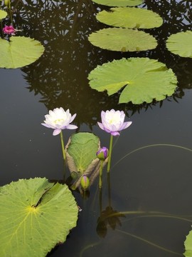 蓮花