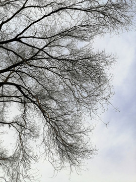 樹枝天空