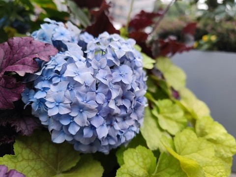 繡球花特寫