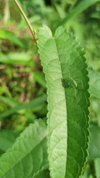 螽斯