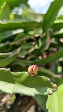 小火龍果花