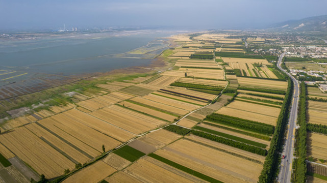 山西運(yùn)城鹽湖麥子