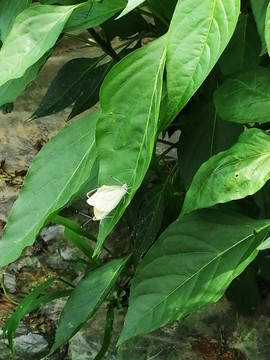 菜粉蝶交配