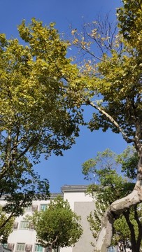 江南風情建筑