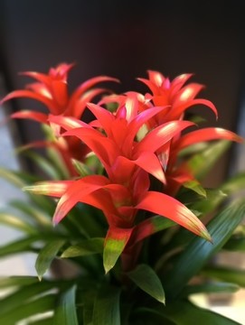 紅花