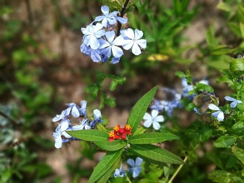 花