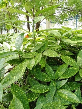 花葉青木