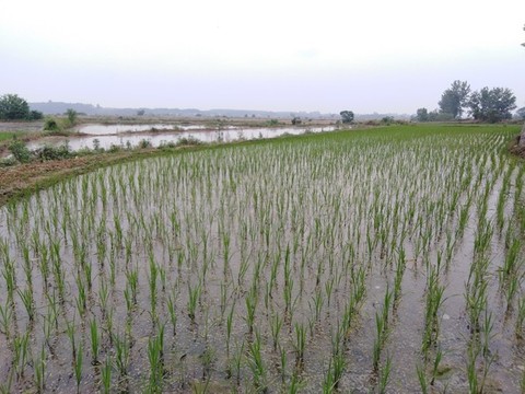 田野