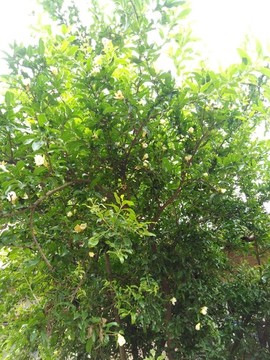 石榴樹(shù)