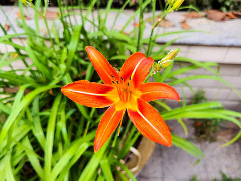 忘憂草花