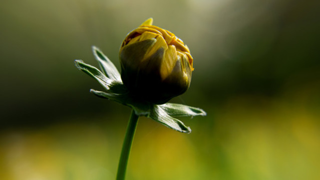 金雞菊
