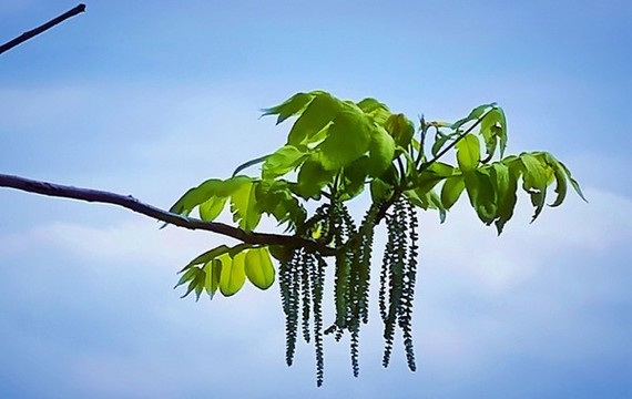 綠色植物