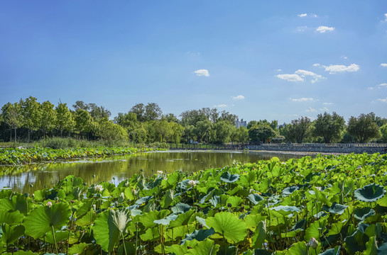 天津水上公園荷塘