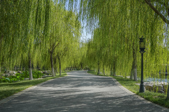 北寧公園柳樹(shù)步道