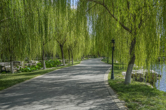 北寧公園柳樹步道