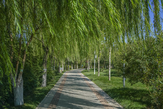 天津南翠屏公園步道