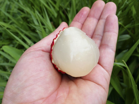大荔枝果肉圖