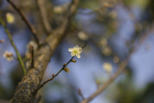 梅花