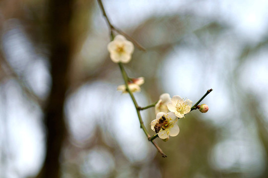 梅花