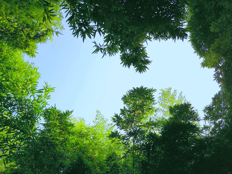仰望樹葉天空