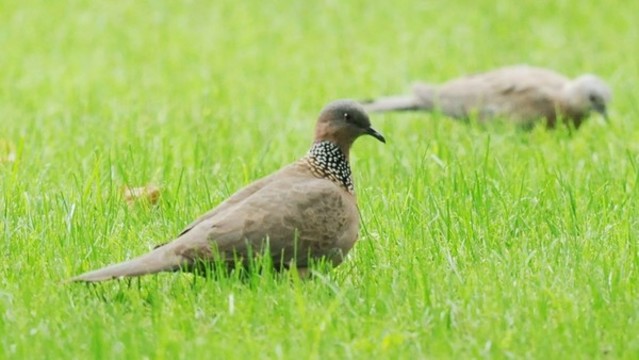 斑鳩