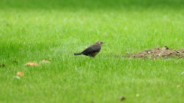 城市綠地上的鶇鳥