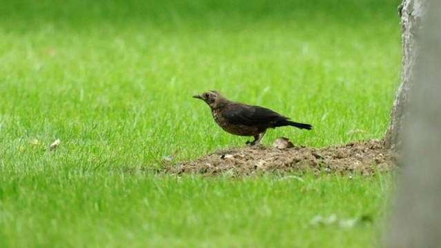 城市綠地上的鶇鳥