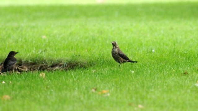 城市綠地上的鶇鳥