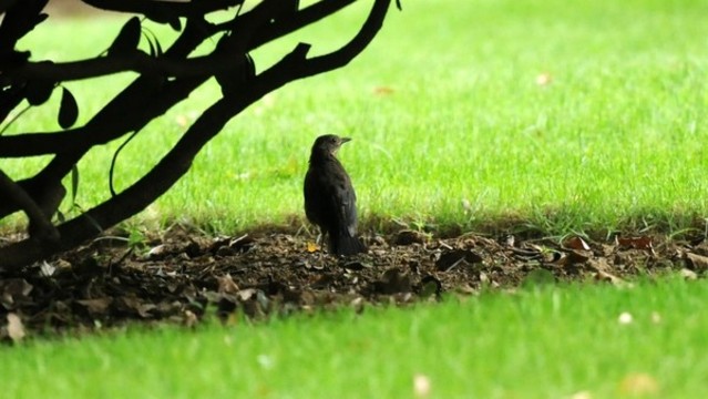 城市綠地上的鶇鳥