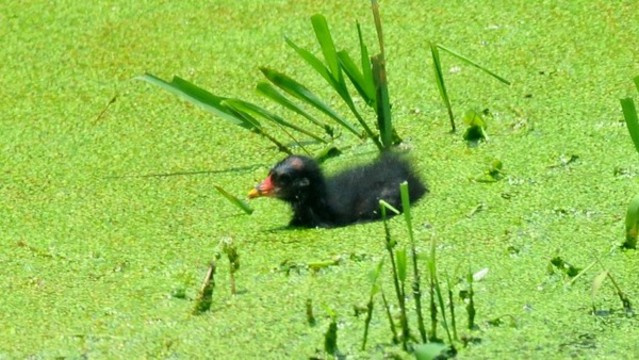 黑水雞