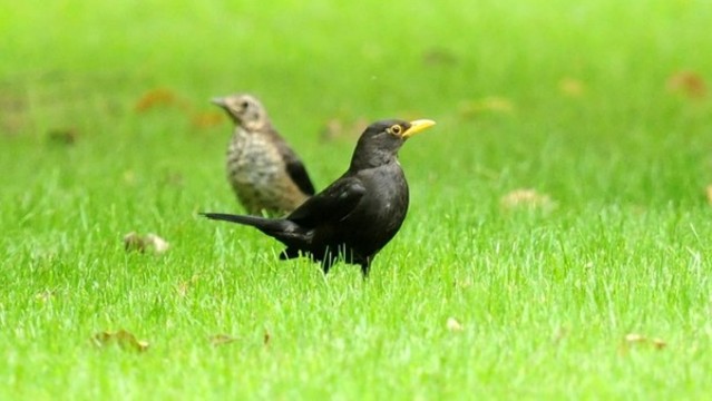 黑鶇與鶇鳥