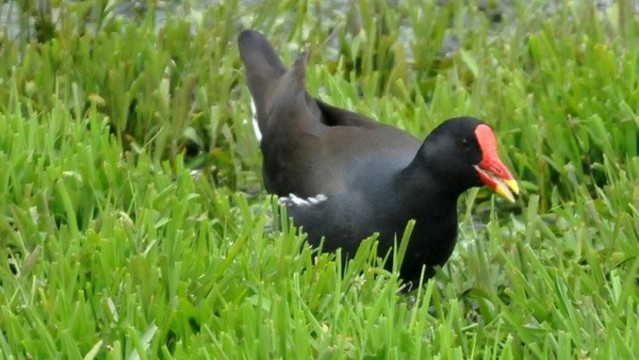 黑水雞