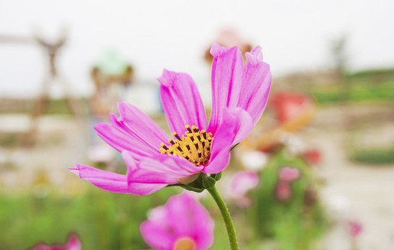 波斯菊