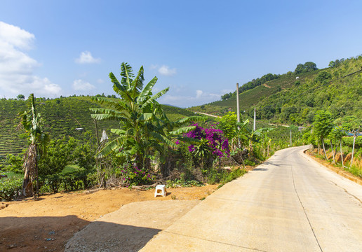 茶園公路