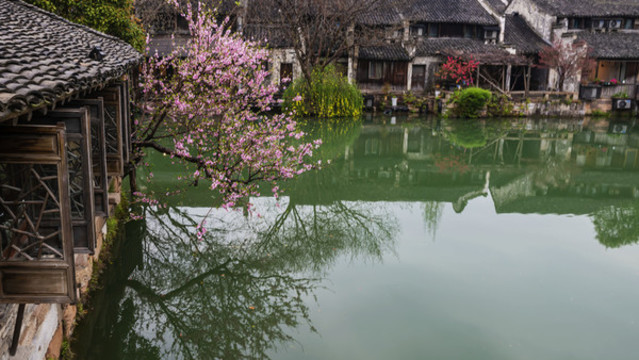烏鎮(zhèn)春早