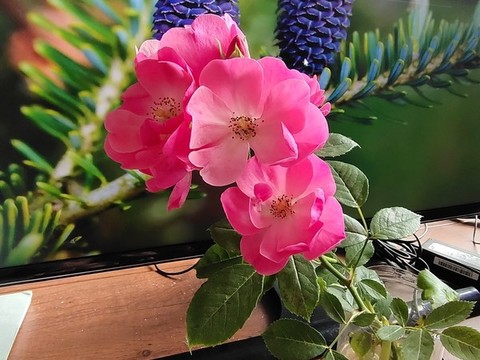 薔薇花