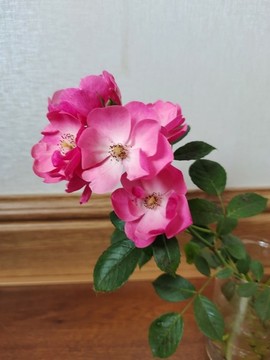 薔薇