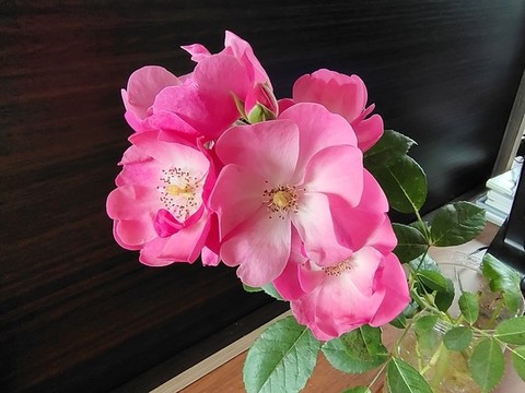 薔薇花