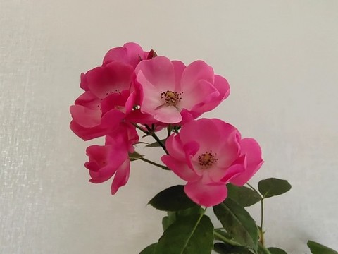 薔薇