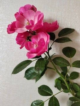 薔薇