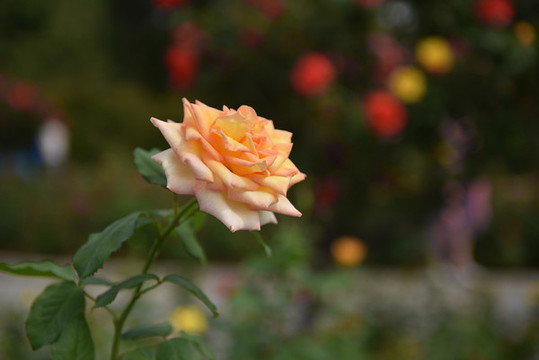 月季花