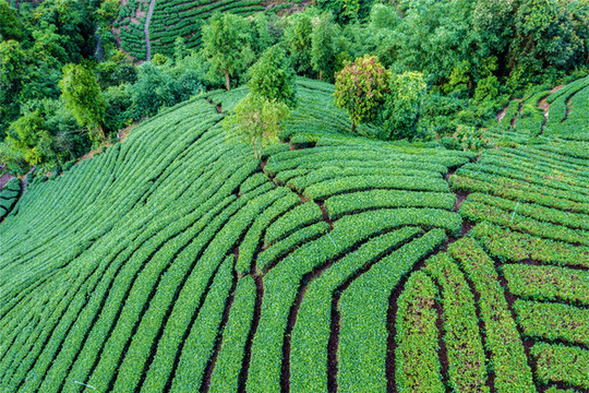 生態(tài)茶園