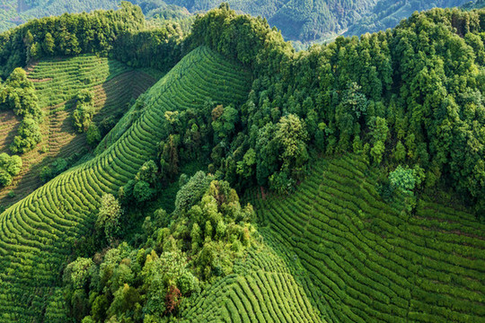 生態(tài)茶園