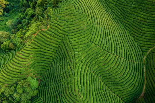生態(tài)茶園